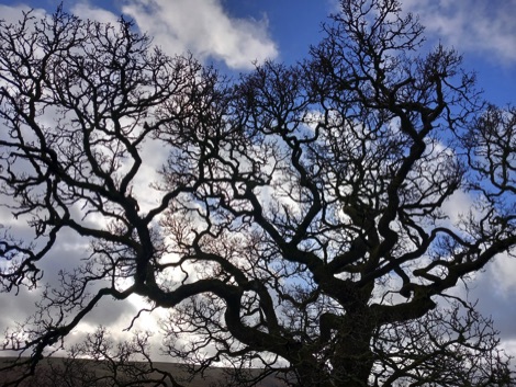 Tree branches silhouetted against a blue sky